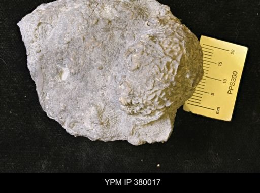 Dolatocrinus