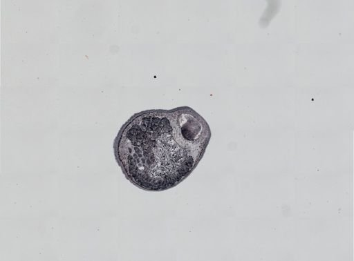 Plagiostomum cinctum