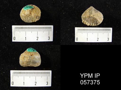 Uncinulus lindenensis