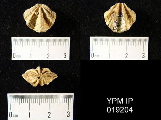Megerlia pictunculoides