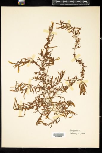 Sargassum