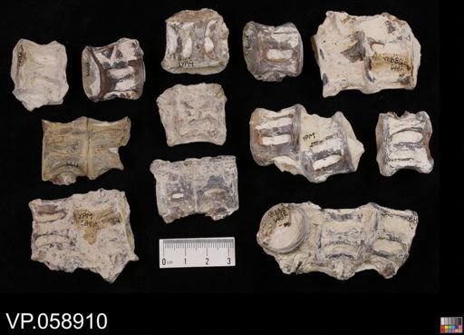 Aulopiformes?