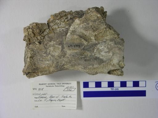 Siluriformes