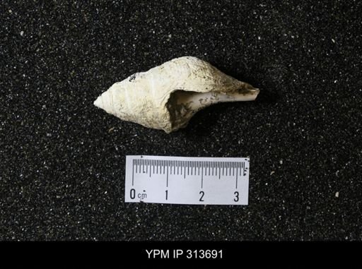 Piestochilus scarboroughi