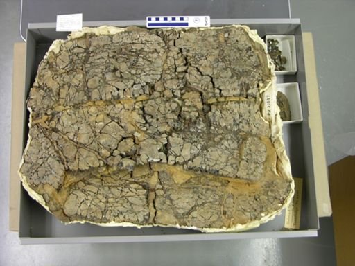 Toxochelys