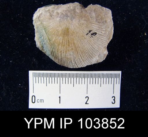Schuchertella woolworthanus