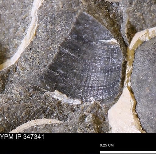 undet. Bivalvia
