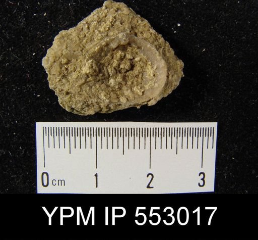 Rhipidomella sp.