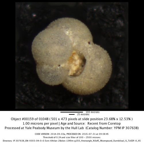 Globigerina bulloides