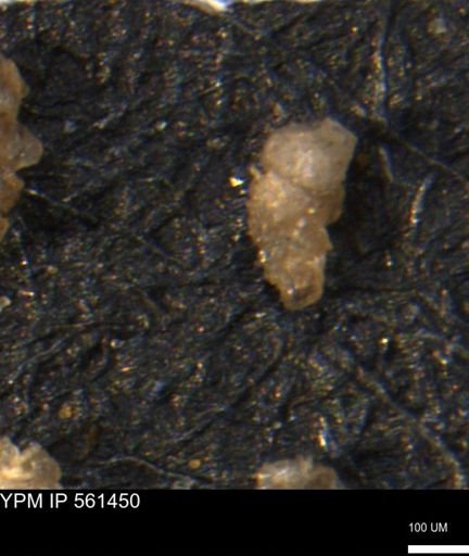Verneuilinoides hectori