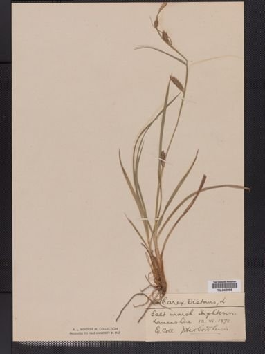 Carex distans