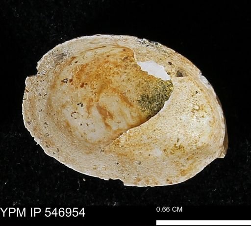Crepidula fornicata