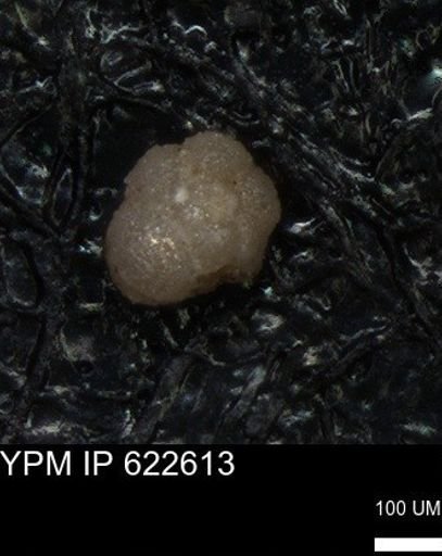 undet. Foraminiferida