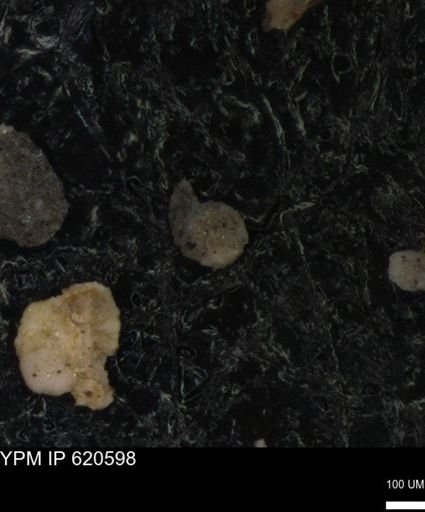 undet. Foraminiferida