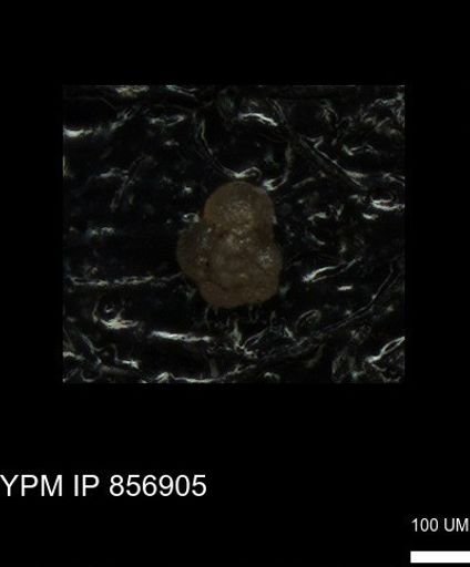 undet. Foraminiferida