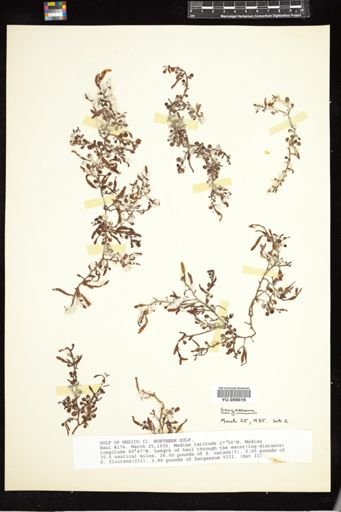 Sargassum