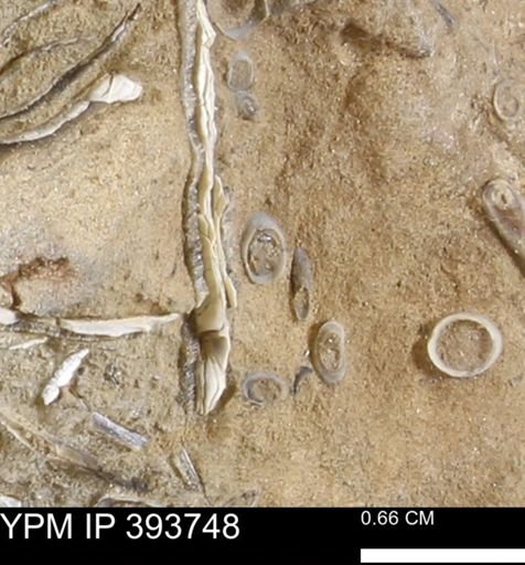 undet. Serpulidae