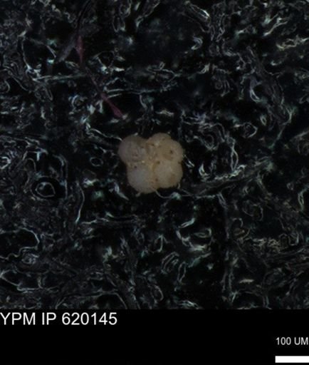 undet. Rugoglobigerinidae