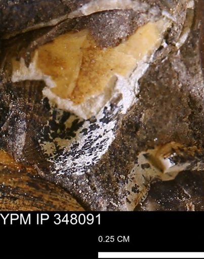 undet. Mollusca