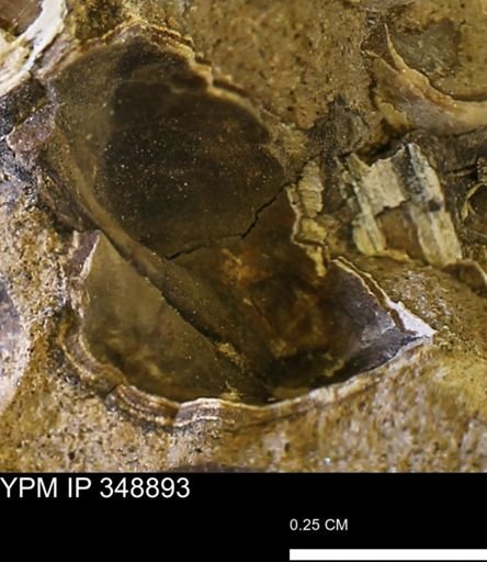undet. Bivalvia