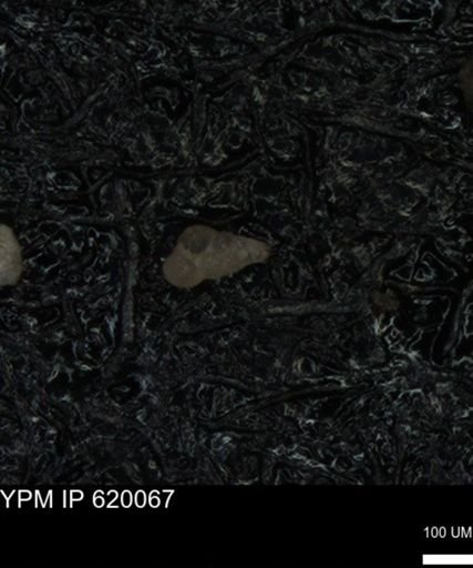 undet. Heterohelicidae