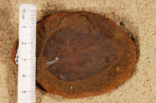 Angiospermopsida