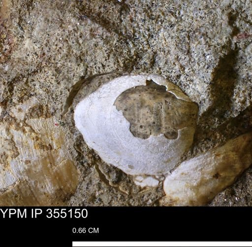 Protocardia sp.