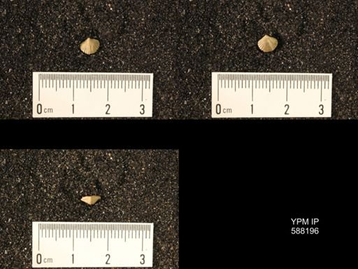 Zygospira modesta
