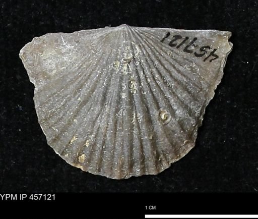 Stropheodonta sp.