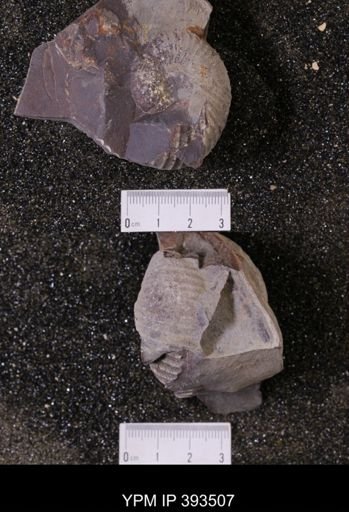 Scaphites sp.