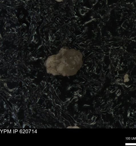 undet. Foraminiferida