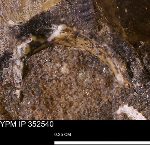undet. Mollusca