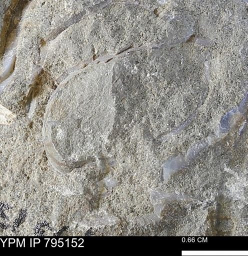 undet. Bivalvia