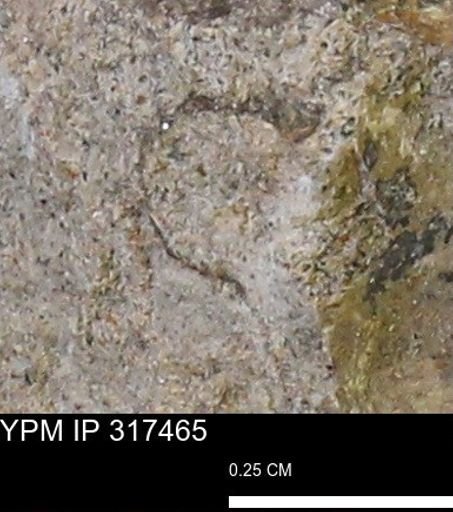 undet. Mollusca