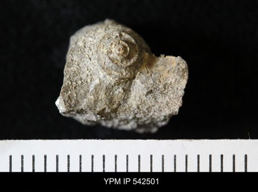 undet. Ammonoidea