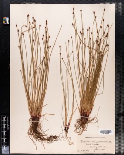 Eleocharis obtusa