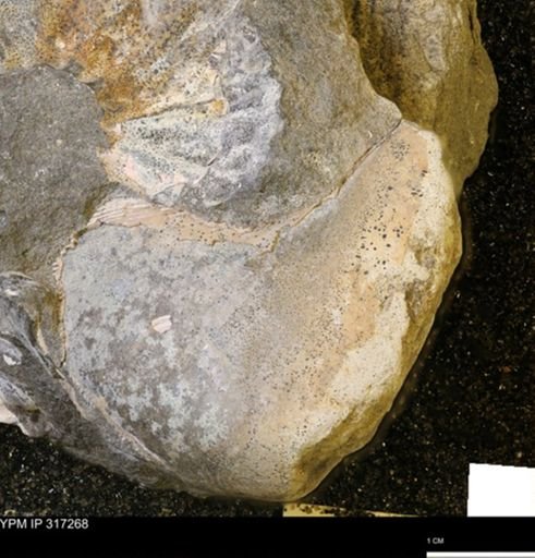 undet. Scaphitidae