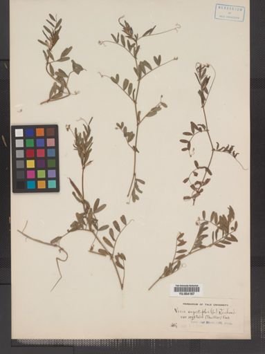 Vicia angustifolia