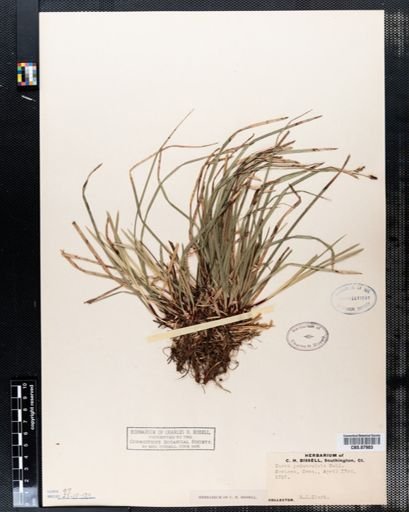 Carex pedunculata
