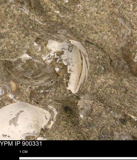 undet. Bivalvia