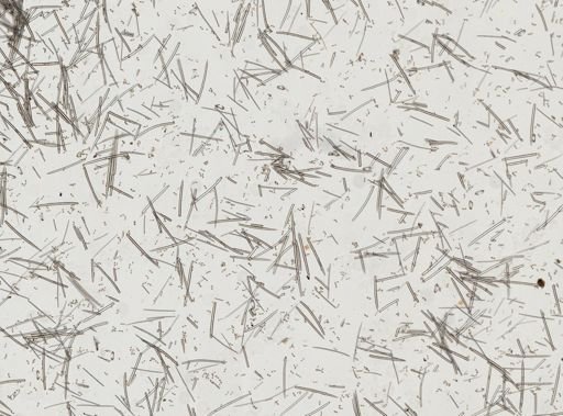 Myxilla fimbriata