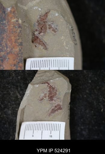 undet. Asterozoa