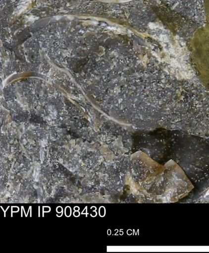 undet. Mollusca