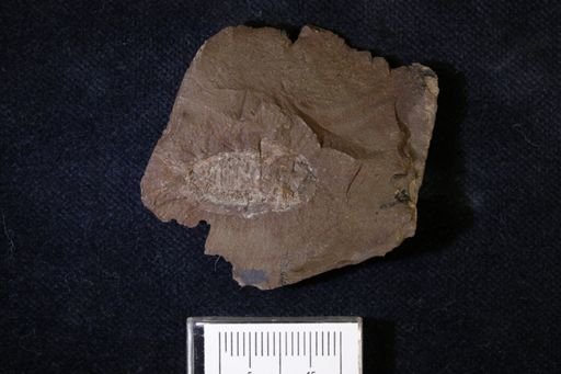 Pygocephalus gracilis