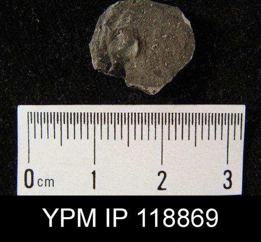 Dalmanella wisbyensis