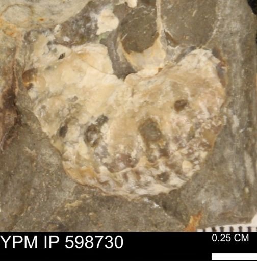 Scaphitidae