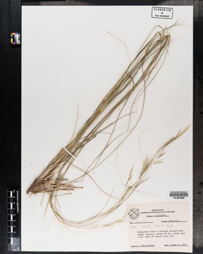 Plantae