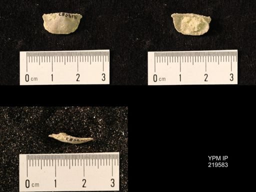Chonetes granulifer