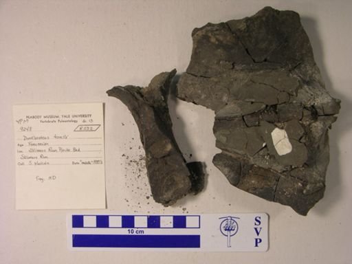 Dunkleosteus terrelli