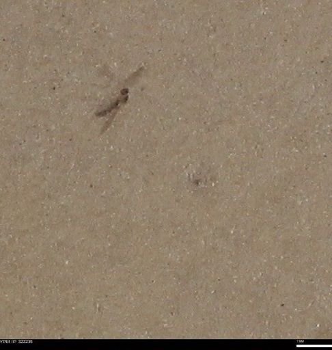undet. Insecta